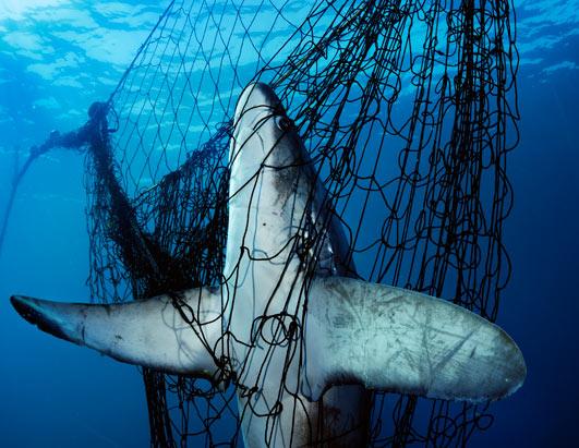 墨西哥湾的长尾鲨