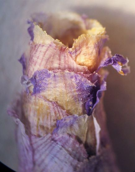 &ldquo;������&rdquo;�䳲(ͼƬ�ṩ��J.G. Rozen, AMNH)