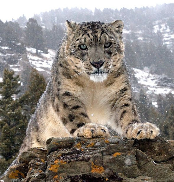 获得每只<a href=http://www.xinjiewang.com/zhouyiyanjiu/2/6/ target=_blank class=infotextkey><a href=http://www.xinjiewang.com/xiaohua/13/ target=_blank class=infotextkey>动物</a></a>的信任