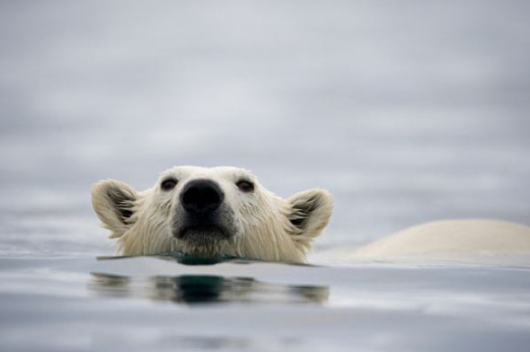 ������ˮ����Ӿ