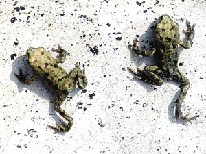 С����ֻ��ָ�׸Ǵ�С�� ��� ��