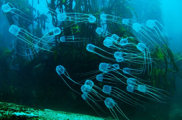 �����ϵ��ˮĸ