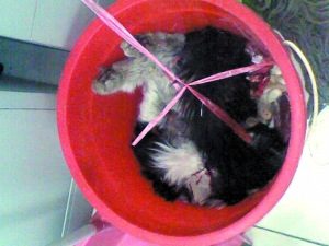 实验结束后,猫的尸体被放入桶中,随后由保洁员用袋子收走。