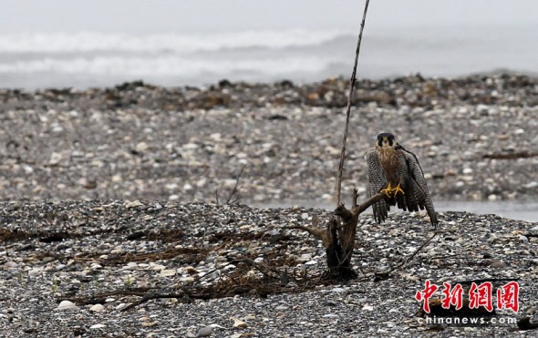 美国沉没钻井原油泄露灾难失控(组图)