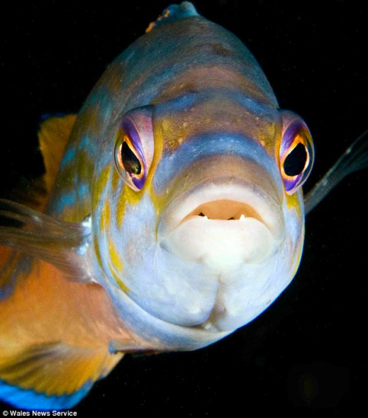 �ڴ�����ˮ���ֵ�һֻ������cuckoo���㡣��ѧ�Ҷ���е��ǳ����棬��Ϊ������cuckoo������Է�ֳ�����ȴ��������û��������֮����ʱ�����ǻ�ı��Լ����Ա�