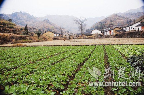 ̽�غ���ޭ�������ٴ��δ���ְ�֢����(ͼ)