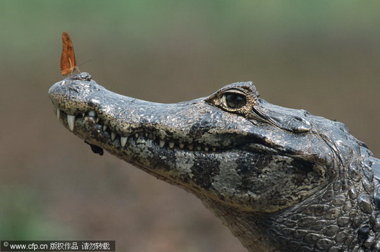 ����ͣ������ͷ��Ъ�š�