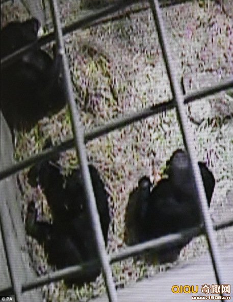 “潘西”的三个“亲人”围拢过去,温柔地抚摸它,抬起它的头让它躺得更舒服些。